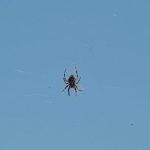 Spinni